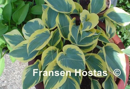 Hosta Ben Vernooij